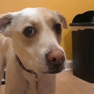 Meet your Posher, Brady